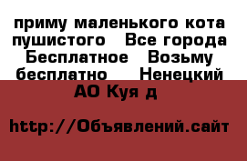приму маленького кота пушистого - Все города Бесплатное » Возьму бесплатно   . Ненецкий АО,Куя д.